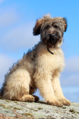 Brie çoban köpeği köpek yavrusu