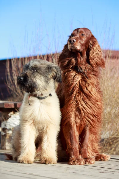 Cão de caça irlandês e cão-sardo — Fotografia de Stock