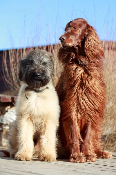 Irlandais setter et briard chiens — Photo