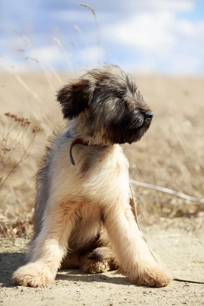 Briard valp — Stockfoto