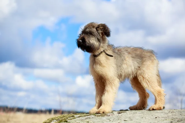 Щенок briard — стоковое фото