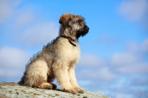 Briard puppy — Stock Photo, Image