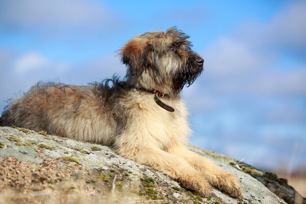 щенок briard