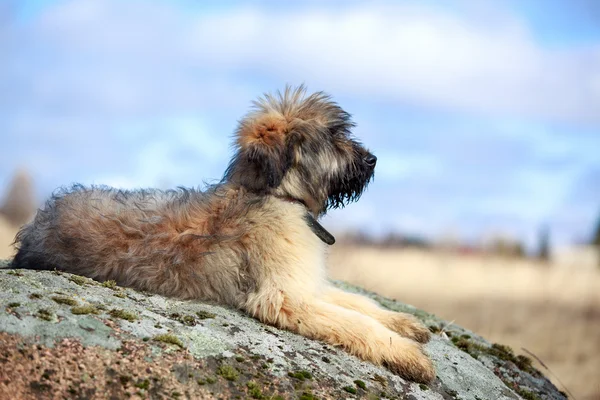 Щенок briard — стоковое фото