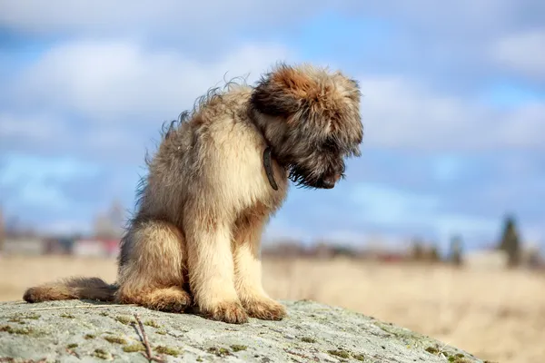 Briard valp — Stockfoto