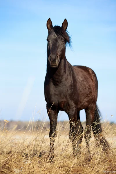 Zwarte hengst paard — Stockfoto