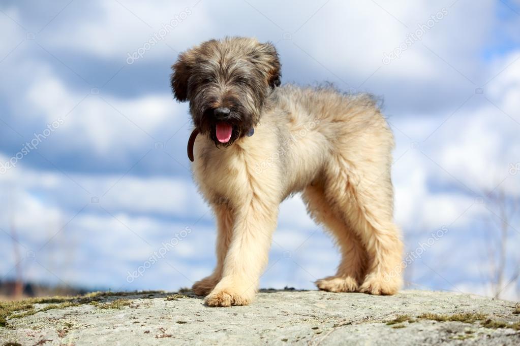 Sheep Dog The Briard 18 Of The Smartest Dog Breeds PetMD