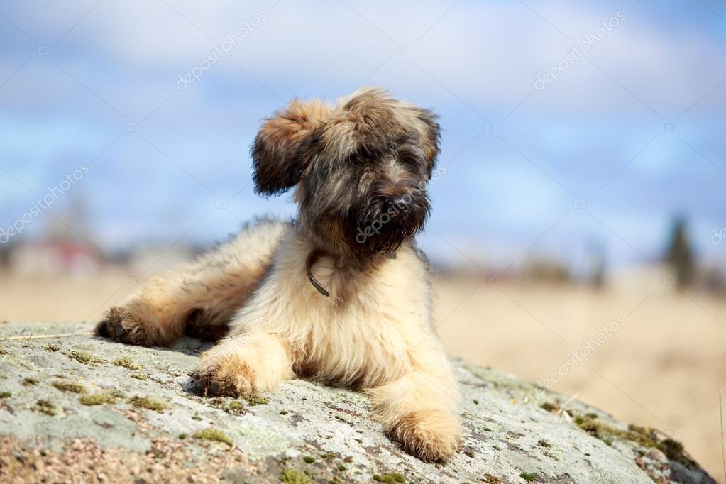 Briard puppy — Stock Photo © Drago_Nika #24961173