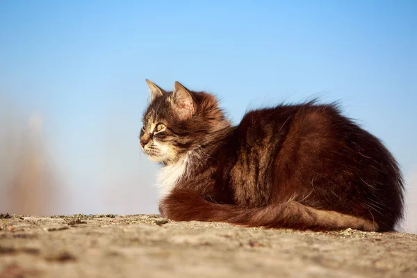 Dierlijk — Stockfoto