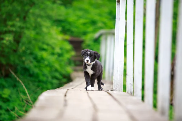 Animal — Stock Photo, Image