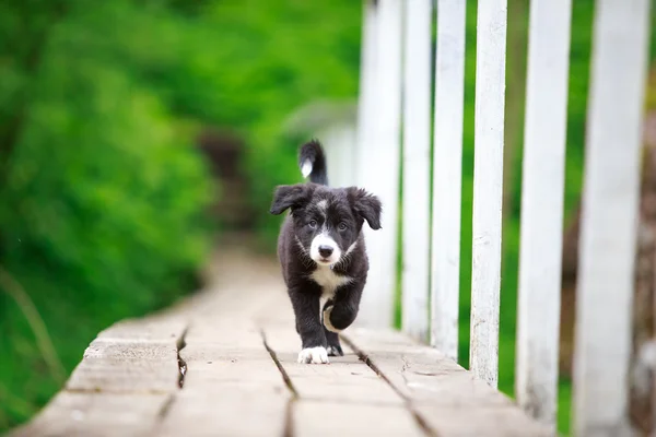 Animais — Fotografia de Stock