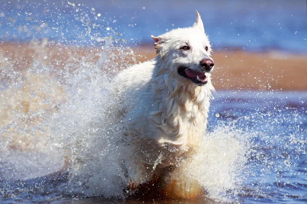 Dierlijk — Stockfoto