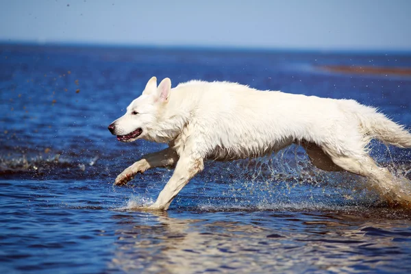 Animais — Fotografia de Stock