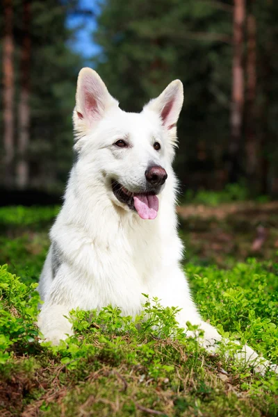 Animais — Fotografia de Stock