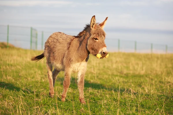 Animali — Foto Stock