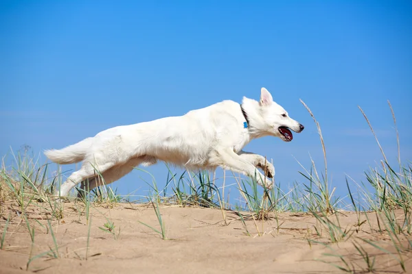 Animais — Fotografia de Stock