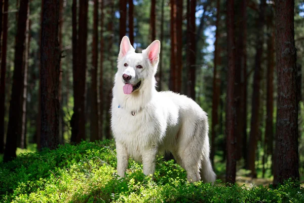 Djur — Stockfoto