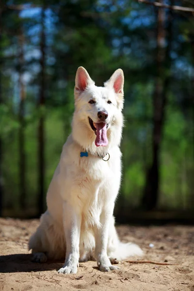 Animal — Stock Photo, Image