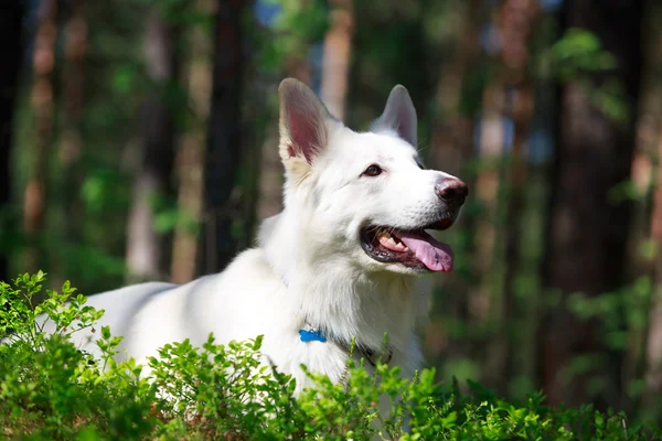 Djur — Stockfoto