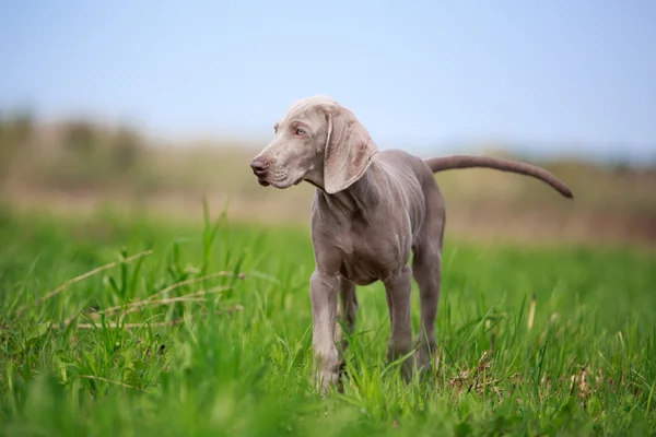 Animal — Stock Photo, Image