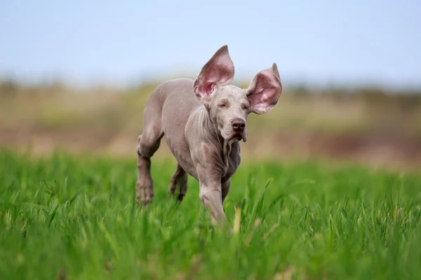 Animal — Stock Photo, Image