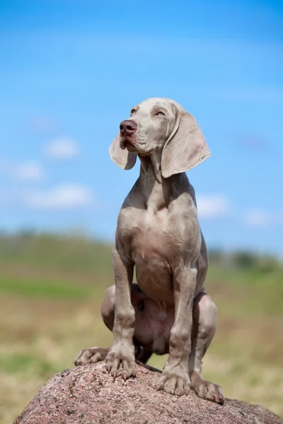 Animal — Stock Photo, Image