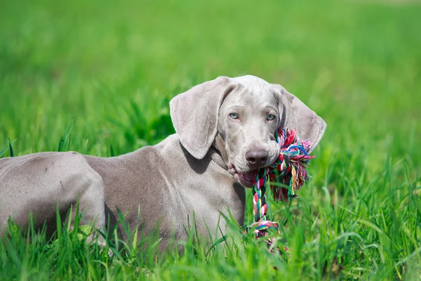 Animali — Foto Stock