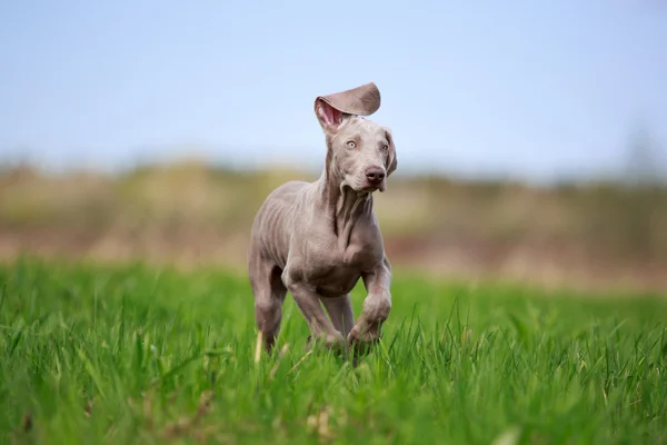 Dierlijk — Stockfoto