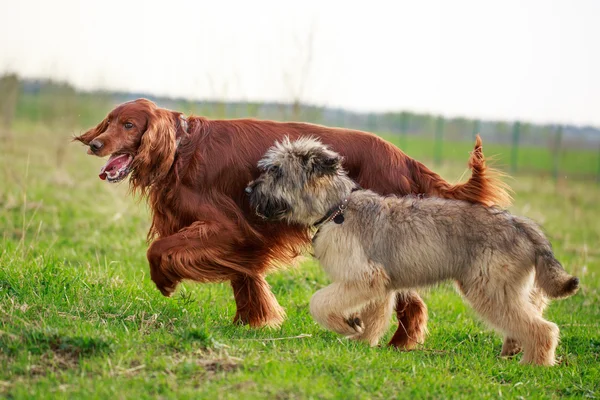 Djur — Stockfoto