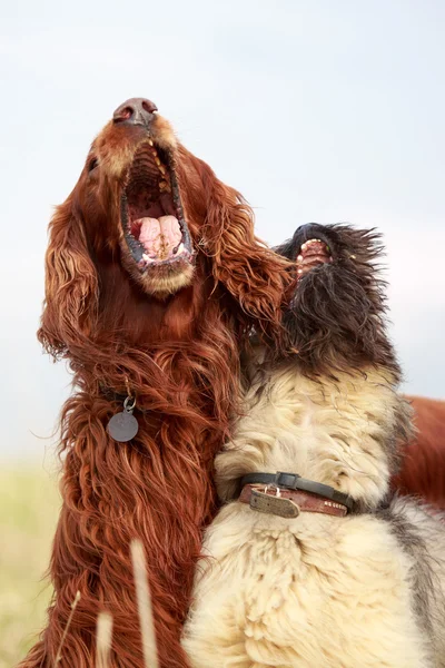 Animales. —  Fotos de Stock