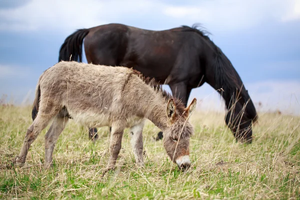 Animali — Foto Stock