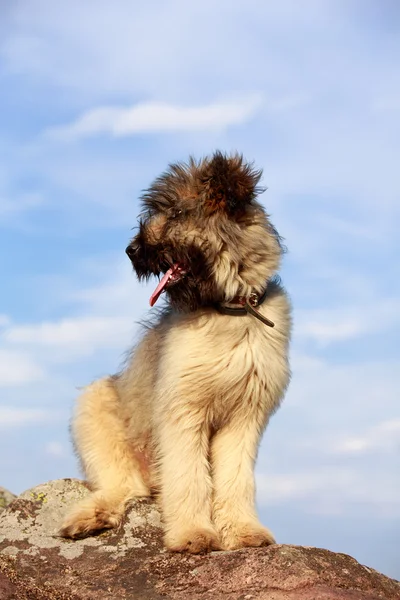 Animais — Fotografia de Stock