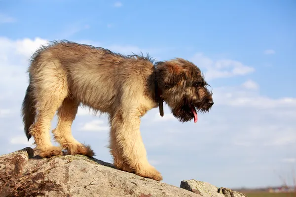 Animales. — Foto de Stock