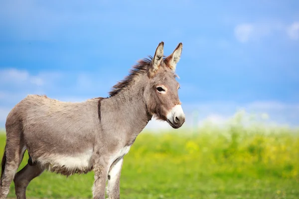 Little Donkey — Stock Photo, Image