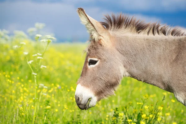 Little Donkey — Stock Photo, Image