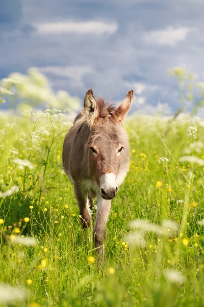 Kleiner Esel — Stockfoto