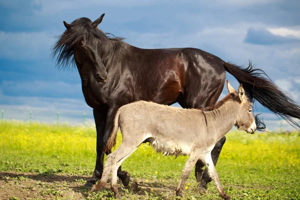 Animales. — Foto de Stock