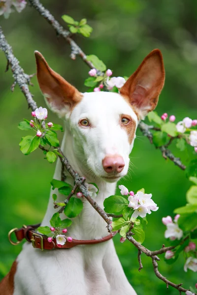 Animales. —  Fotos de Stock