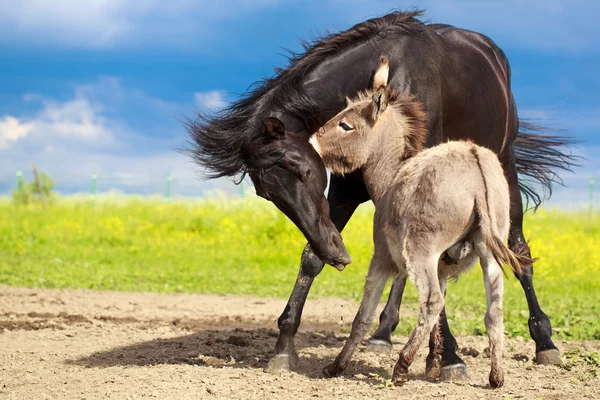 Animales. — Foto de Stock