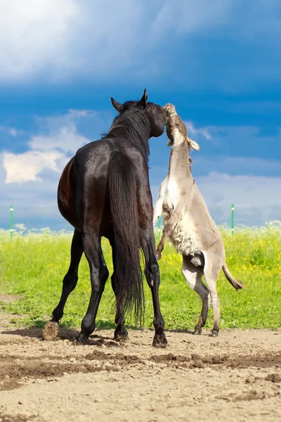 Djur — Stockfoto