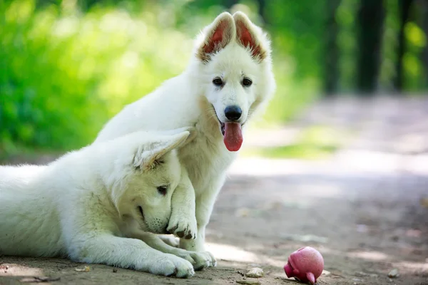 Animais — Fotografia de Stock