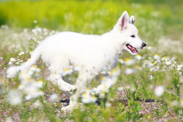 Animali — Foto Stock