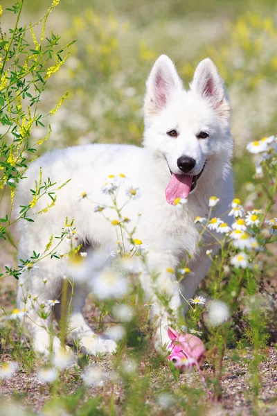 Djur — Stockfoto