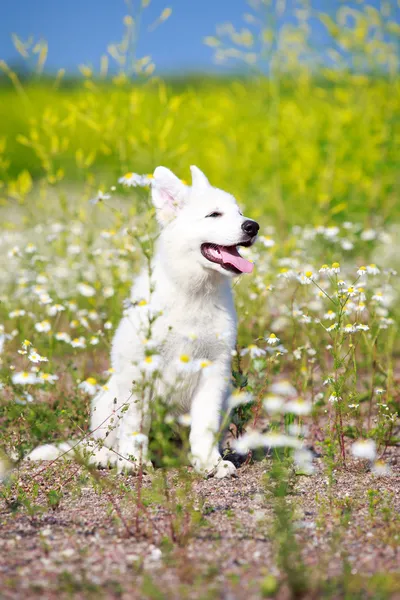 Animali — Foto Stock