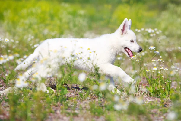 Animali — Foto Stock