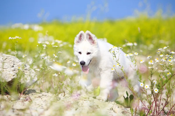 Animais — Fotografia de Stock