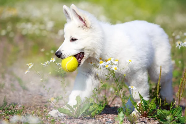 Djur — Stockfoto