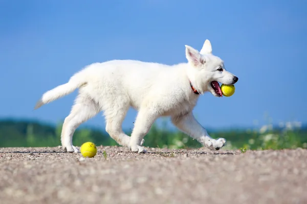 Animales. —  Fotos de Stock