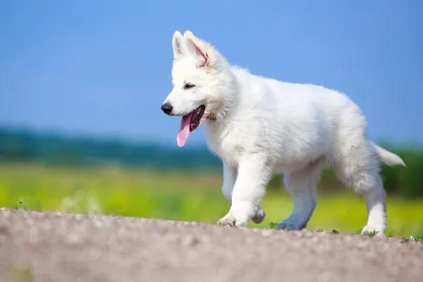 Animais — Fotografia de Stock