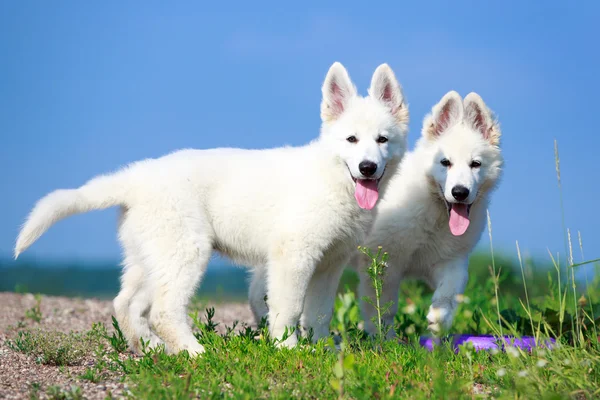 Animais — Fotografia de Stock